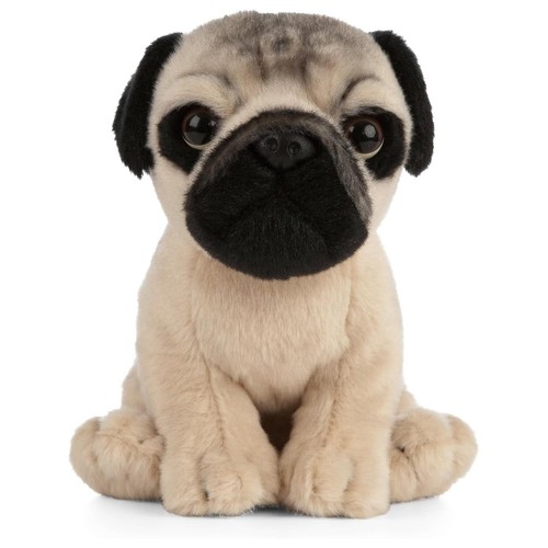 Living nature pug puppy - puppy, an439