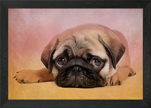 Pug puppy framed - framed, wall