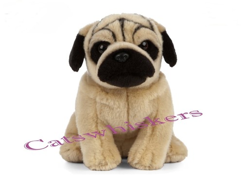 Sitting pug puppy - sitting,