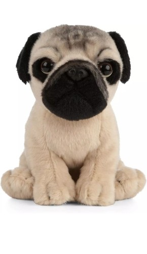 Living nature pug - living, puppy