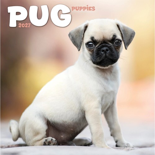 Pug puppies mini calendar - pug,