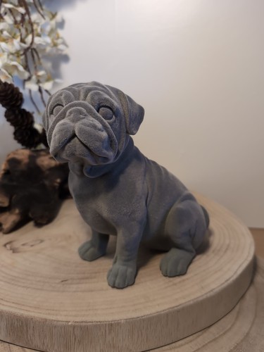 Grey velveteen pug puppy - pug,