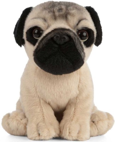 Living nature pug - living, puppy