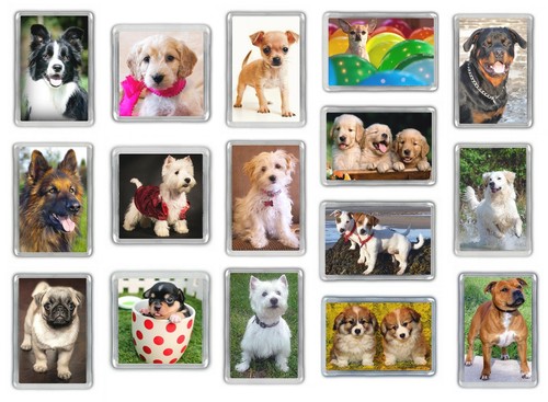 Dog fridge magnets pug staffy - dog,