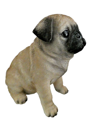 Pug puppy vivid - puppy,