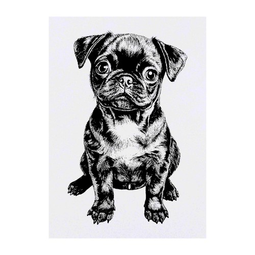 Cute pug puppy - pug, puppy'