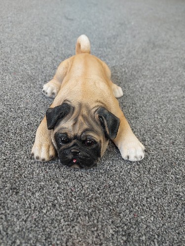 Pug puppy laying down - pug, of
