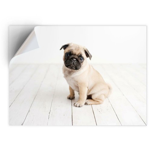 Vinyl sticker pug - vinyl,