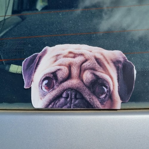 Cute pug dog puppy - cute,