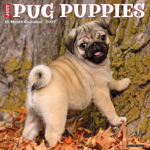 Pug puppies calendar 2027 - pug,