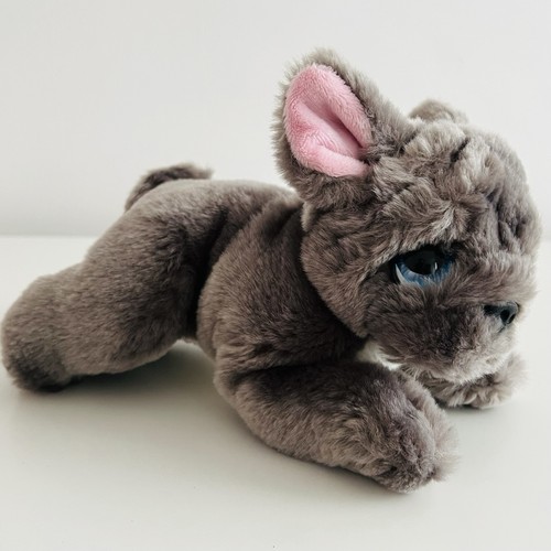 Keel grey french - french, dog