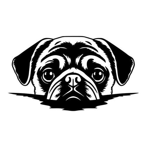 Pug dog puppy peeking - peeking, face
