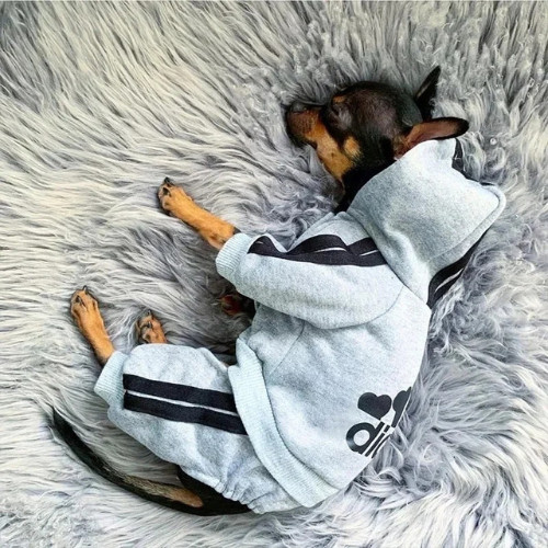 Pet dog jumpsuit - pet,
