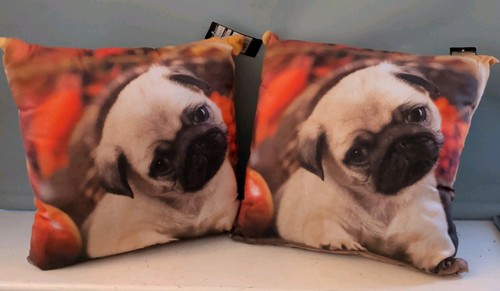Adorable pug puppy photo - adorable,